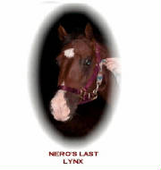 NEROS LAST LYNX....AQHA FQHR STALLION Standing